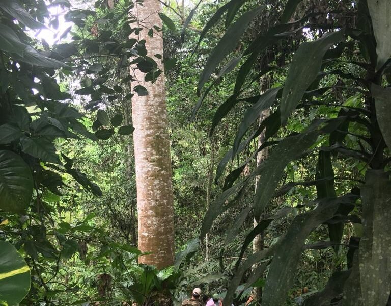 Pachaco Dieguito Pachaco Dieguito