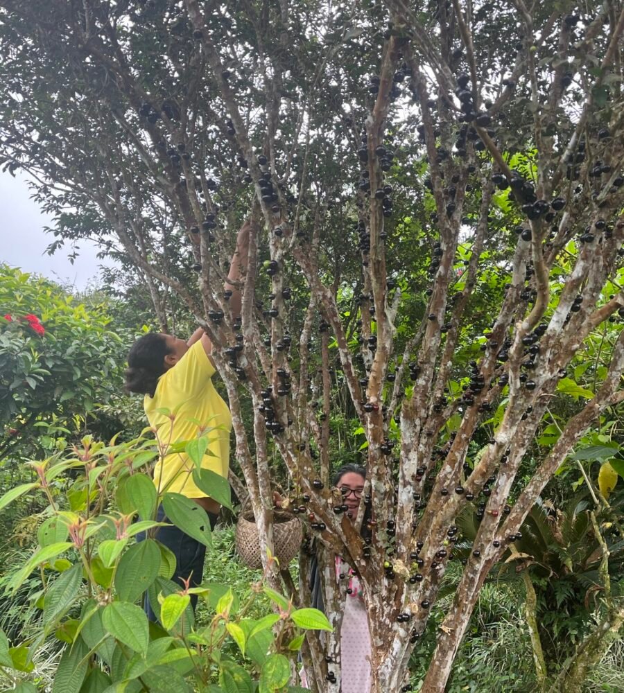 jaboticaba jaboticaba